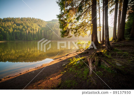 Beautiful nature and a wonderful landscape with lush green forests and vegetation around the pearl of the Carpathians - Lake Synevyr. Carpathians in Ukraine. Mystical fog over the great firs. Beautiful nature and a wonderful landscape with lush green forests and vegetation around the pearl of the Carpathians - Lake Synevyr. Carpathians in Ukraine. Mystical fog over the great firs. 89137930