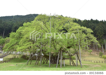 The best thin cherry blossoms in Japan The best thin cherry blossoms in Japan 89138066