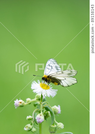 Parnassius glacialis 早春吸吮場景 蝴蝶、昆蟲 Parnassius glacialis 早春吸吮場景 蝴蝶、昆蟲 89138143