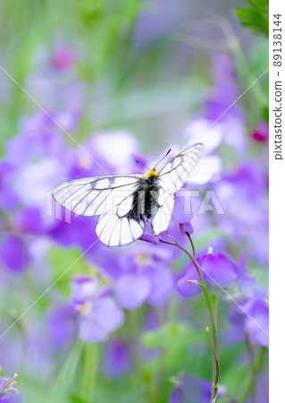 Parnassius glacialis sucking scene in early spring Butterflies, insects Parnassius glacialis sucking scene in early spring Butterflies, insects 89138144