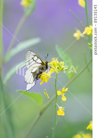 Parnassius glacialis sucking scene in early spring Butterflies, insects Parnassius glacialis sucking scene in early spring Butterflies, insects 89138145