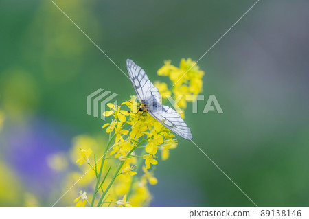 Parnassius glacialis 早春吸吮場景 蝴蝶、昆蟲 89138146