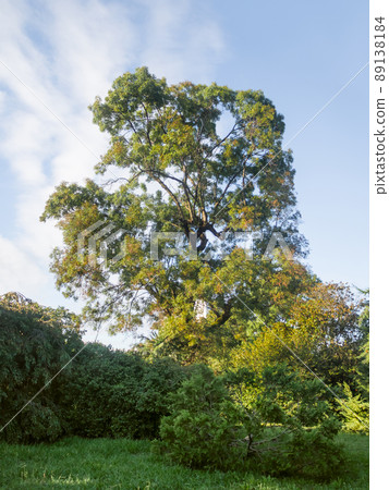 Chamaecyparis lawsoniana, known as Port Orford cedar or Lawson cypress and other trees and shrubs in recreation park. 89138184