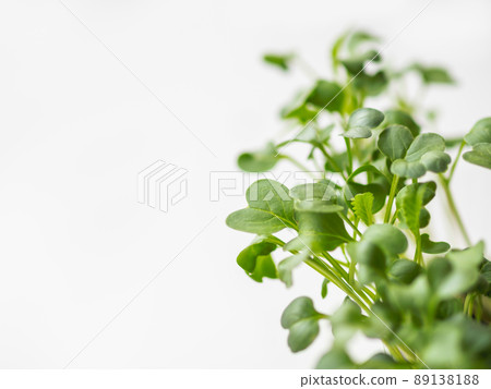 Horizontal banner with micro greens and copy space. Growing micro plants at home for health or vegan nutrition. Seed germination at home. 89138188