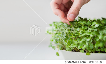 Little kid is touching micro greens. Growing micro plants at home for health or vegan nutrition. Seed germination at home. Banner with copy space. 89138189