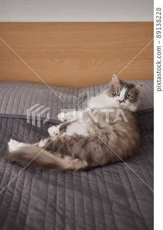 a kitten lies on a sofa on his back and looks at the camera. a kitten lies on a sofa on his back and looks at the camera. 89138228