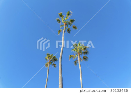 Three palm trees against the sky at San Clemente, California Three palm trees against the sky at San Clemente, California 89138486