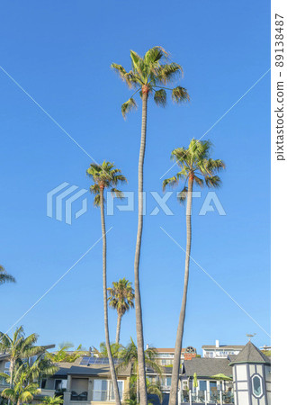 Tall palm trees outside the houses at San Clemente, California Tall palm trees outside the houses at San Clemente, California 89138487