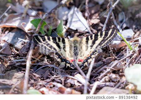 Spring Goddess Himegifucho Natural monuments, butterflies, insects 89138492