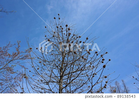 4 月發芽時的禿柏 4 月發芽時的禿柏 89138543