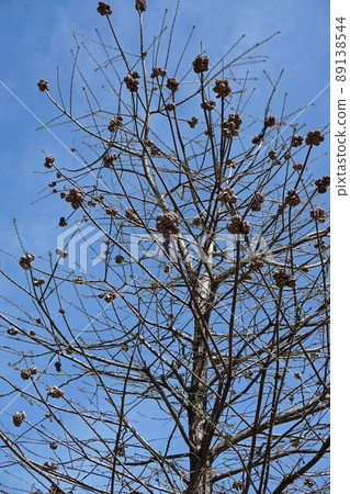 Bald cypress around the time of sprouting in April Bald cypress around the time of sprouting in April 89138544