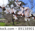 Spring background. Flowering trees against the blue sky. 89138901