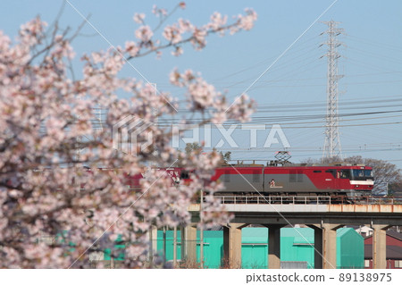 A freight train towed by an EH500 electric locomotive running on the cherry blossoms in full bloom and the Musashino Line. 89138975