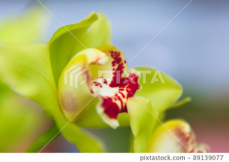 Cinnamic flower 89139077