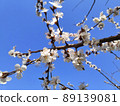 Spring background. Flowering trees against the blue sky. 89139081