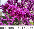 Bright pink background of flowering trees 89139086