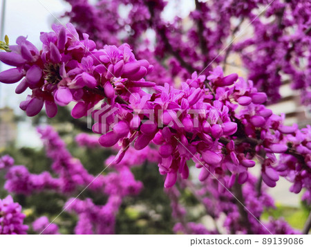 Bright pink background of flowering trees 89139086