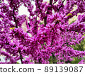 Bright pink background of flowering trees 89139087