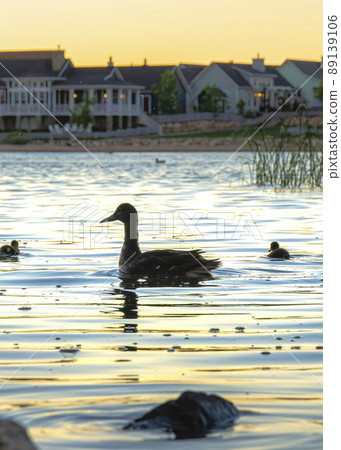 Vertical Silhoutte of a wild mother duck with ducklings on the Oquirrh Lake at Daybreak, Utah 89139106