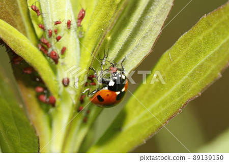 Coccinella septempunctata preying on aphids 89139150