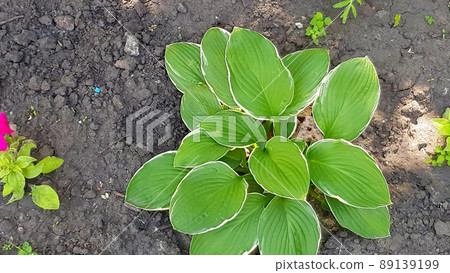 young plant host bush on a flower bed, soil background, green leaves of the host plant swaying in the wind 89139199