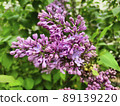 Spring mood, blooming lilac bright background 89139220
