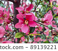 Bright background blooming camellia closeup 89139221