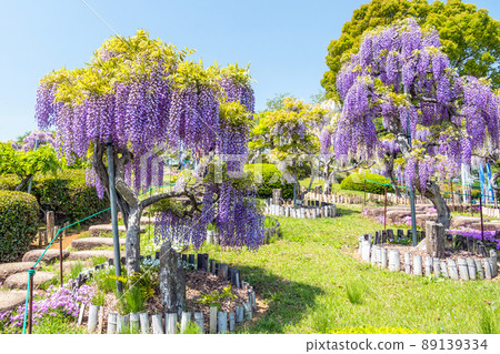 富士開花山樣品園 富士開花山樣品園 89139334