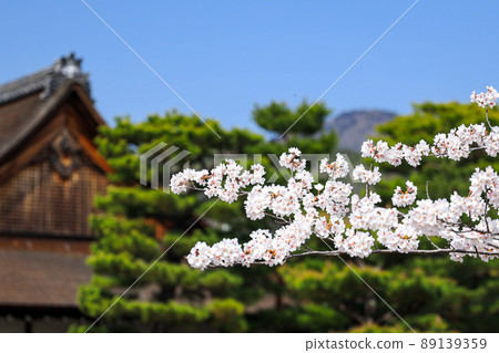 大覺寺 / 櫻花 89139359