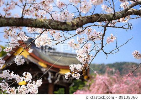 大覺寺 / 櫻花 2 89139360