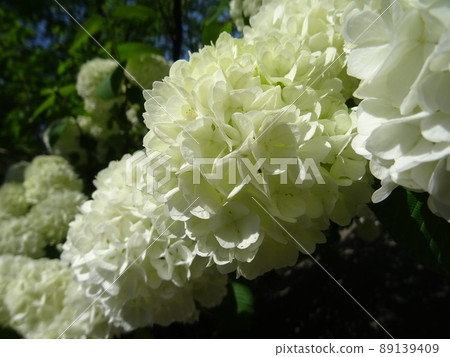 Flower scenery in the shrine precincts Flower scenery in the shrine precincts 89139409