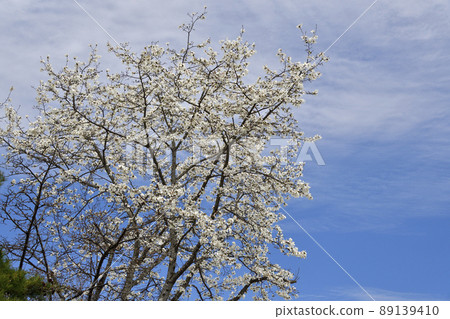 Photographing the flowers of the northern fist in full bloom at Oniushi Park in Morimachi, Hokkaido in the spring 89139410