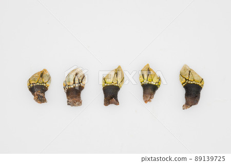 連續煮沸的頭狀花序 連續煮沸的頭狀花序 89139725