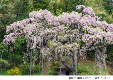Zakura of the Romanto Jizo 89140127