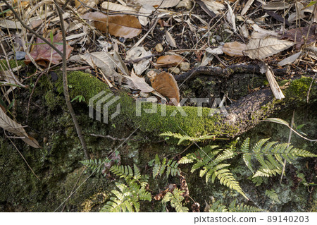 Kyoto's natural background 89140203