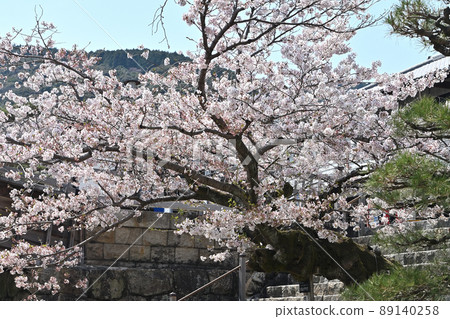 岩國市錦帶橋和櫻花 89140258