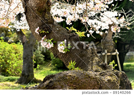 Kintaikyo Bridge and Sakura, Iwakuni City 89140266
