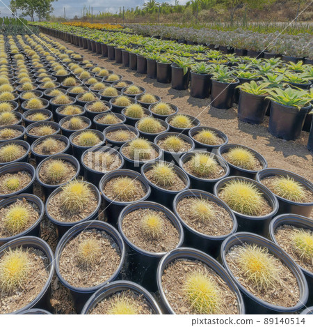 Square White puffy clouds Different types of ornamental desert plants in a pail type black Square White puffy clouds Different types of ornamental desert plants in a pail type black 89140514