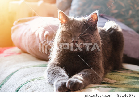 The cat is lying in sunlight. Portrait of a cat The cat is lying in sunlight. Portrait of a cat 89140673