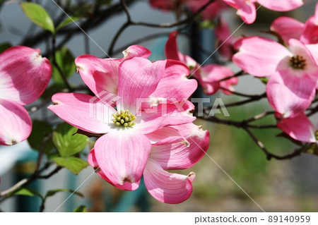 Red dogwood (Hanamizuki) Red dogwood (Hanamizuki) 89140959