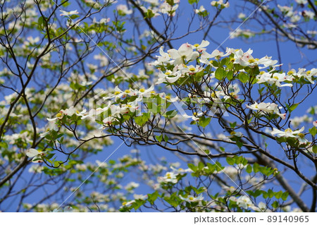 Dogwood in blue sky 89140965