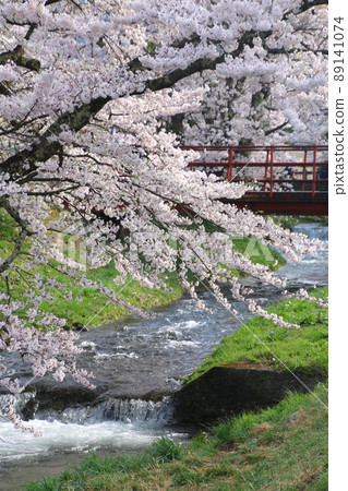 Cherry blossoms in Kanonji River (Fukushima Prefecture, Inawashiro Town) Cherry blossoms in Kanonji River (Fukushima Prefecture, Inawashiro Town) 89141074