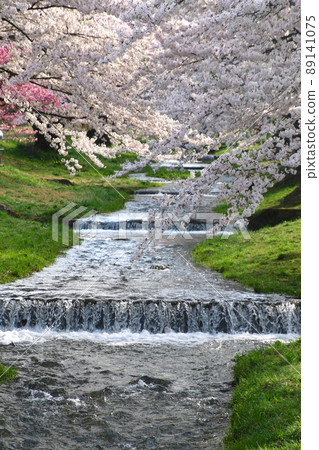 Cherry blossoms in Kanonji River (Fukushima Prefecture, Inawashiro Town) Cherry blossoms in Kanonji River (Fukushima Prefecture, Inawashiro Town) 89141075