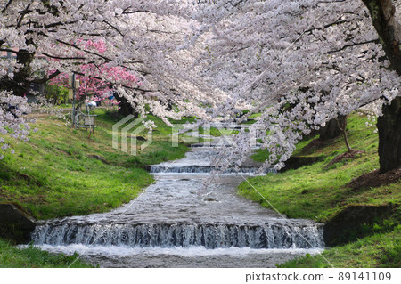 Cherry blossoms in Kanonji River (Fukushima Prefecture, Inawashiro Town) Cherry blossoms in Kanonji River (Fukushima Prefecture, Inawashiro Town) 89141109
