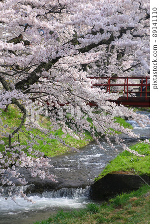 Kanonji河(福島縣,豬苗代町)的櫻花 Kanonji河(福島縣,豬苗代町)的櫻花 89141110
