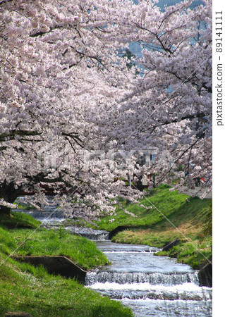 Cherry blossoms in Kanonji River (Fukushima Prefecture, Inawashiro Town) Cherry blossoms in Kanonji River (Fukushima Prefecture, Inawashiro Town) 89141111