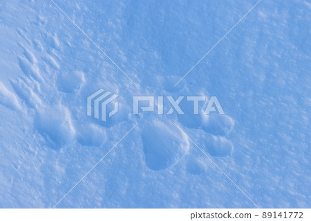 Footprints of a wild animal on the snow surface. Winter season in the Arctic. Footprints of a wild animal on the snow surface. Winter season in the Arctic. 89141772