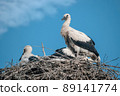 Young white storks in the nest. 89141774