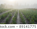 View of the potato beds in the field. Morning fog over the garden and field. Summer landscape in the countryside. Subsidiary household and farming. Agriculture and vegetable growing. Healthy food. 89141775
