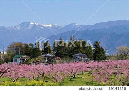 山梨市盛開的桃花田 山梨市盛開的桃花田 89141856